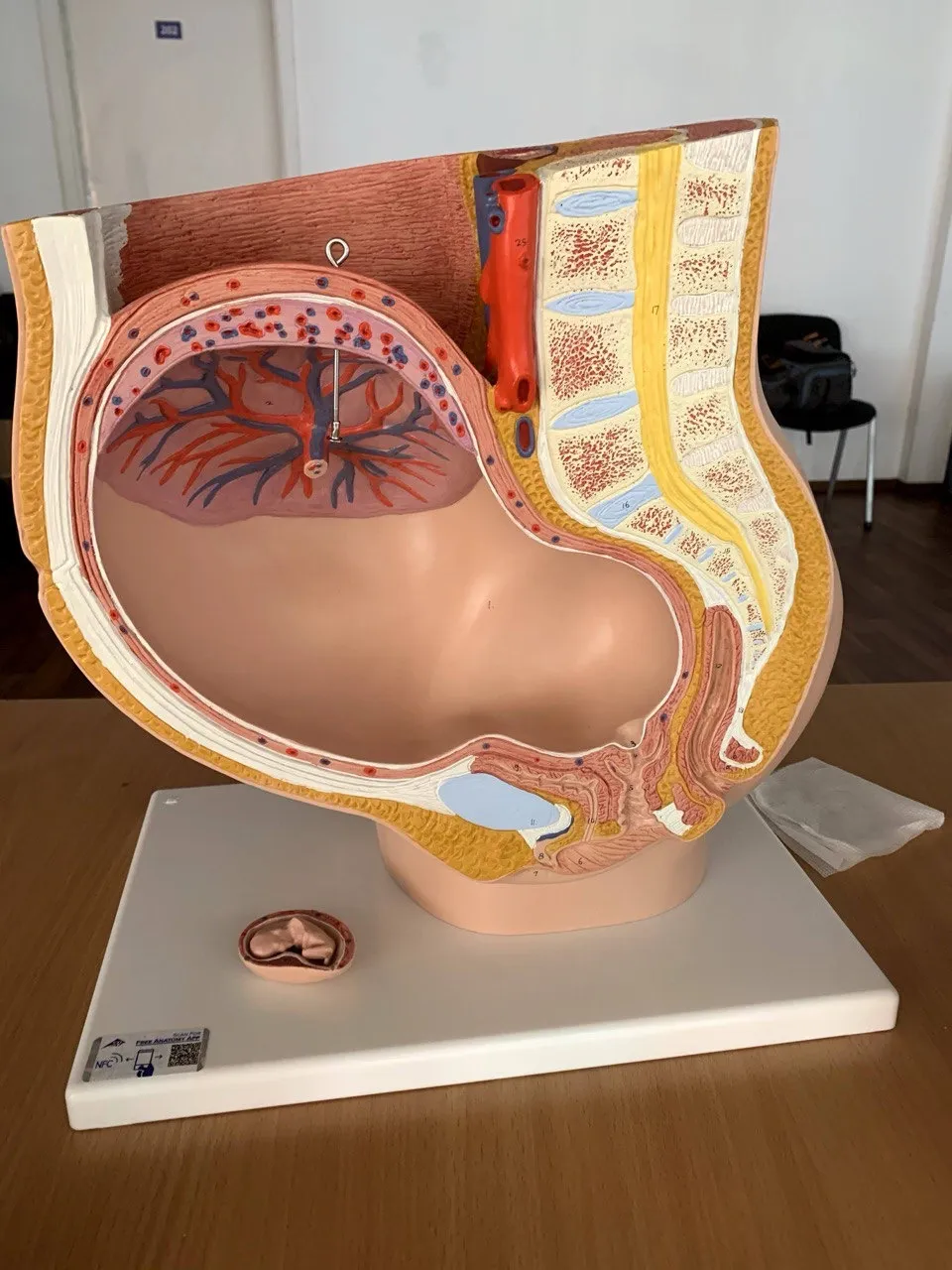 Anatomiczny model miednicy z ułożonym dzieckiem